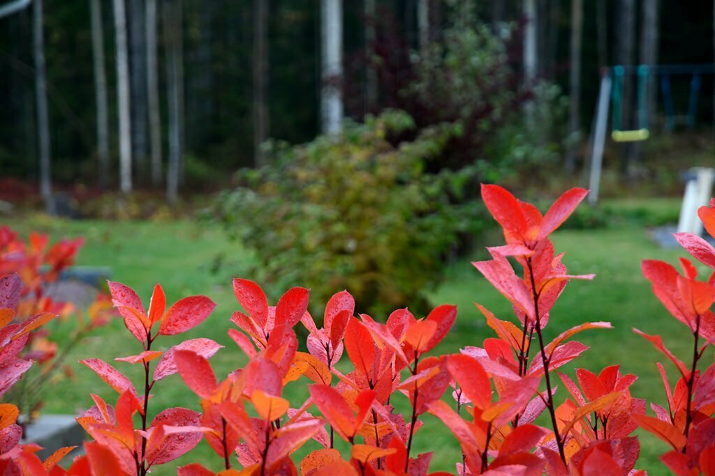 Häck Aronia på hösten med röda och orangea blad