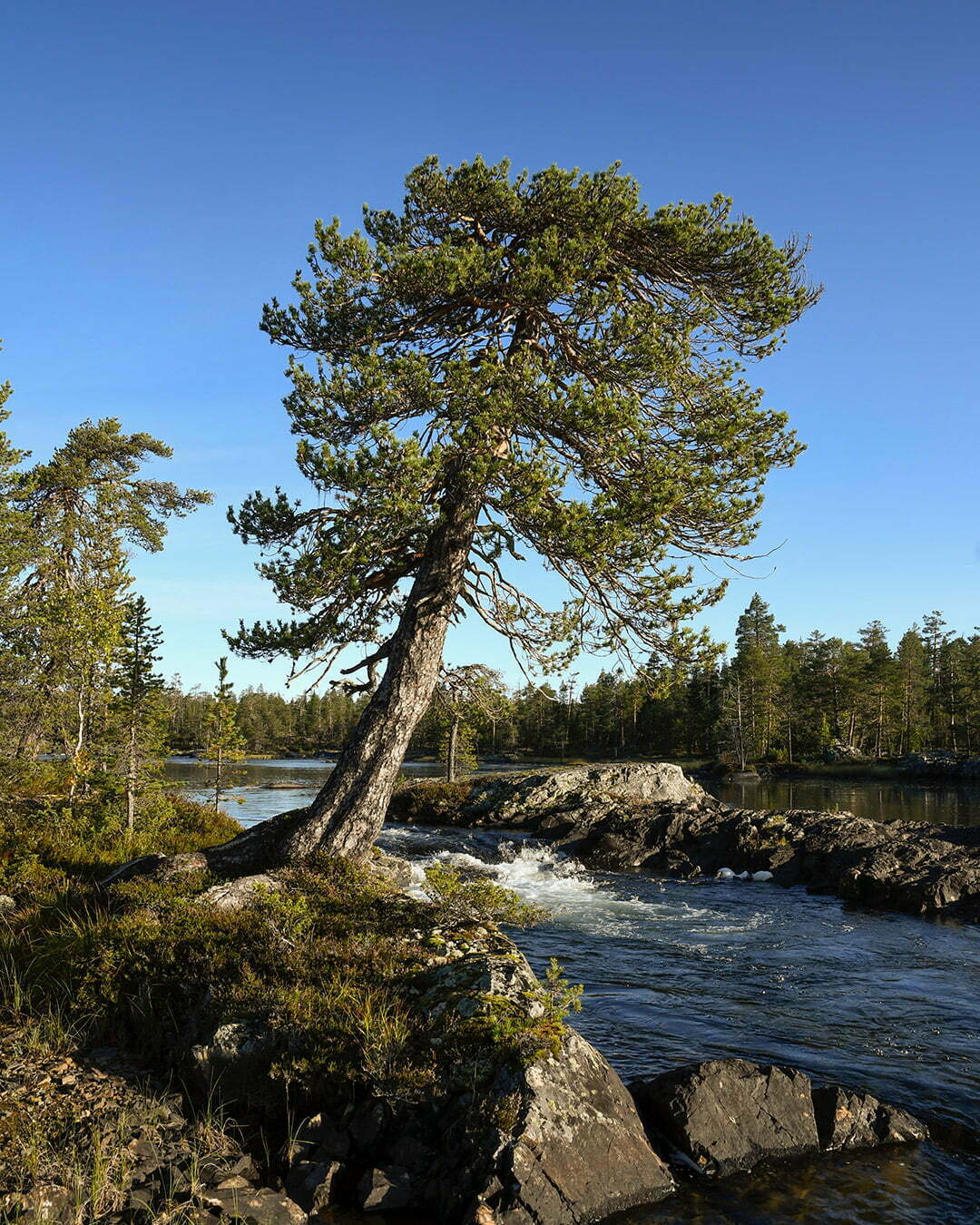 Gammal tall vid Trollforsen vid Piteälven
