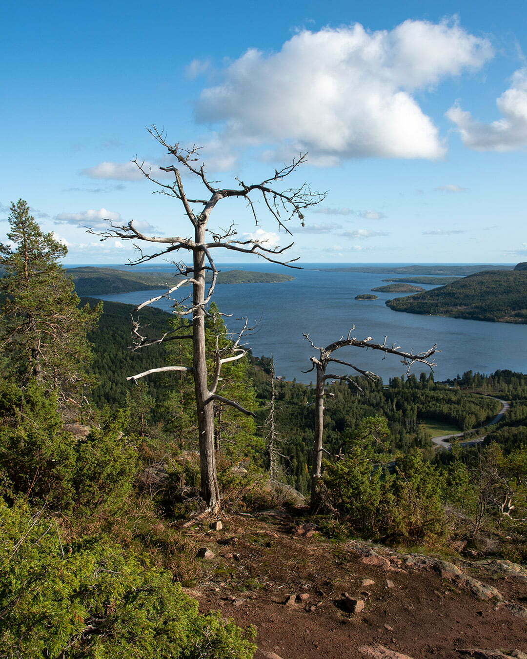 En gammal silvertall på Skuleberget i Höga kustens världsarv