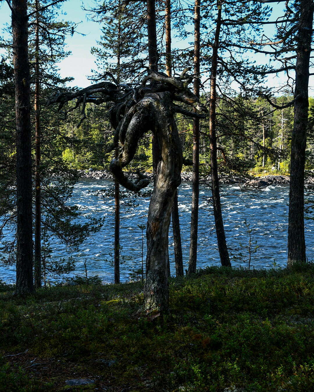 Trolltall vid Trollforsen Piteälven