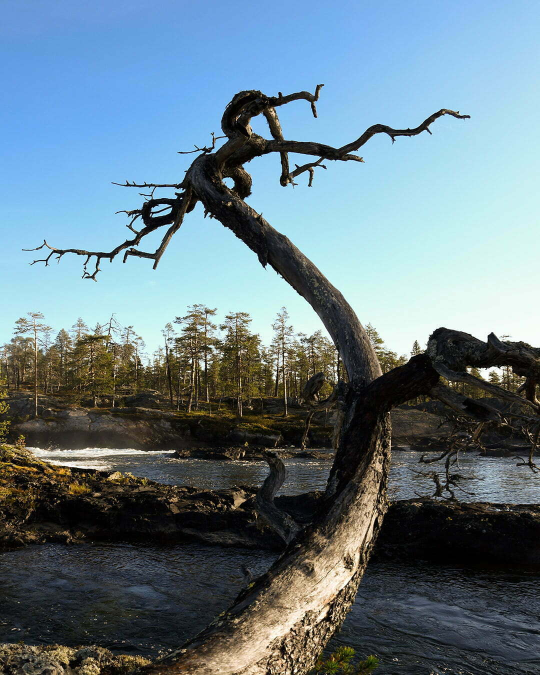 Uråldrig tall vid Trollforsen Piteälven