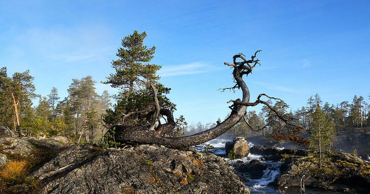 Ormtallen vid Trollforsen i Piteälven
