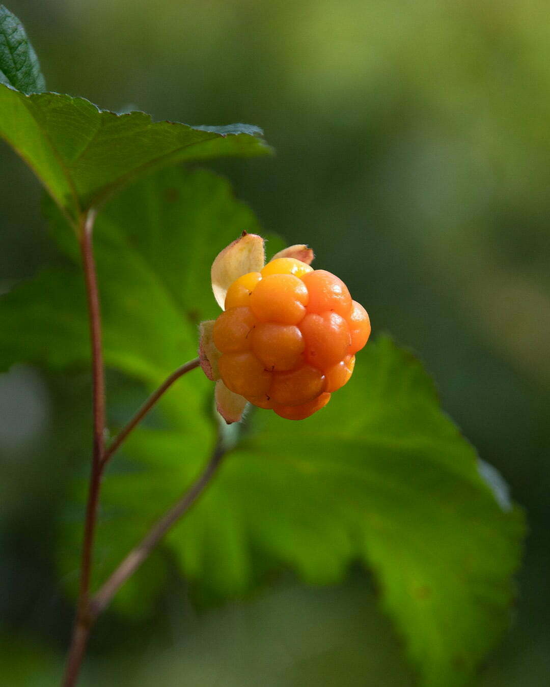 Hjortron skogens guld