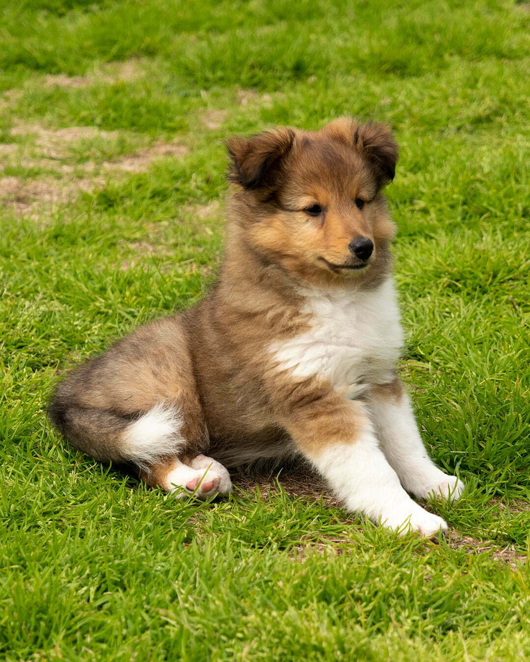 Sheltie Shetland Sheepdog hundvalpen cliff