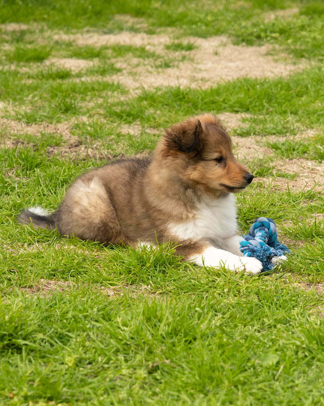 Sheltie Shetland Sheepdog hundvalpen cliff