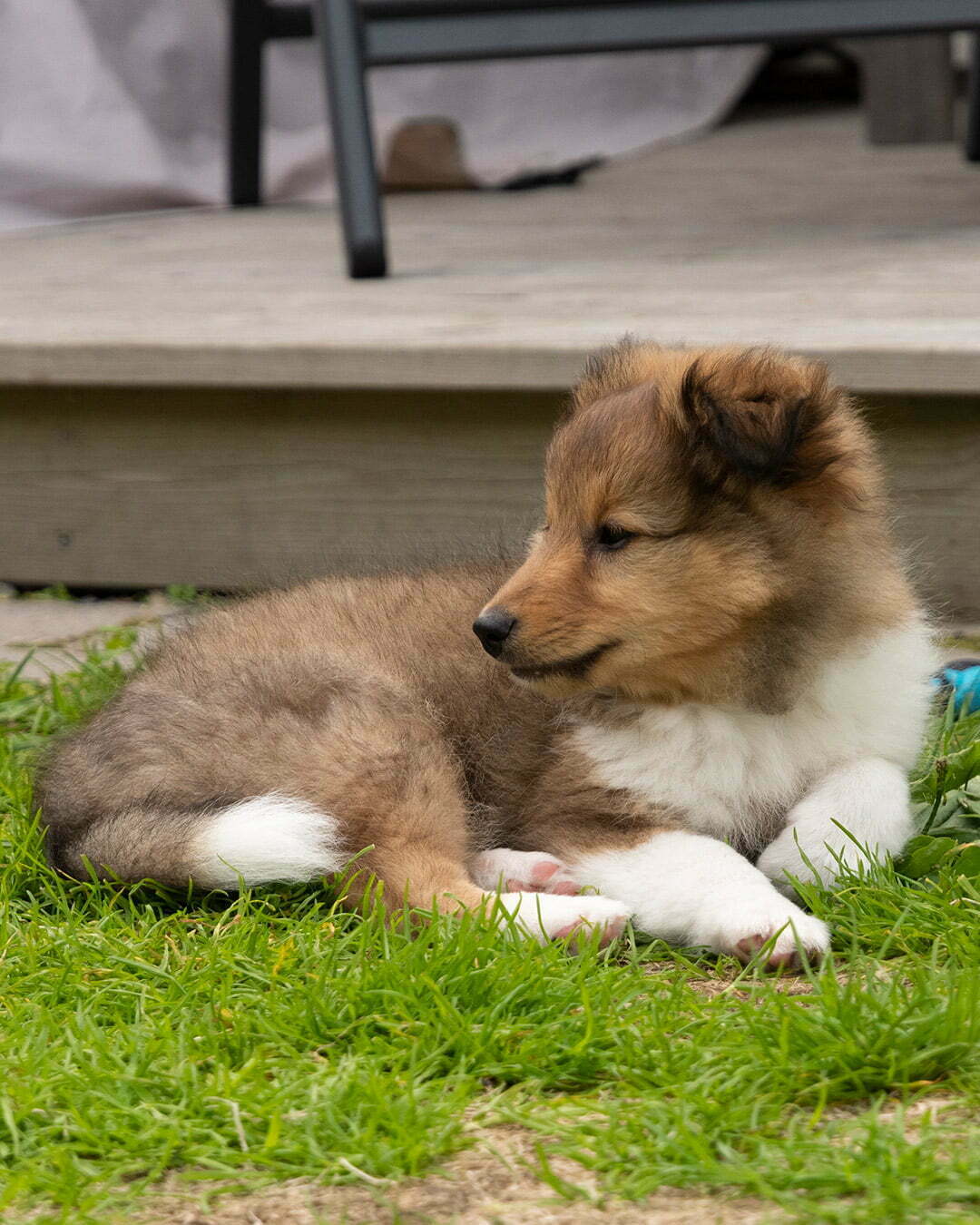 Sheltie Shetland Sheepdog hundvalpen cliff
