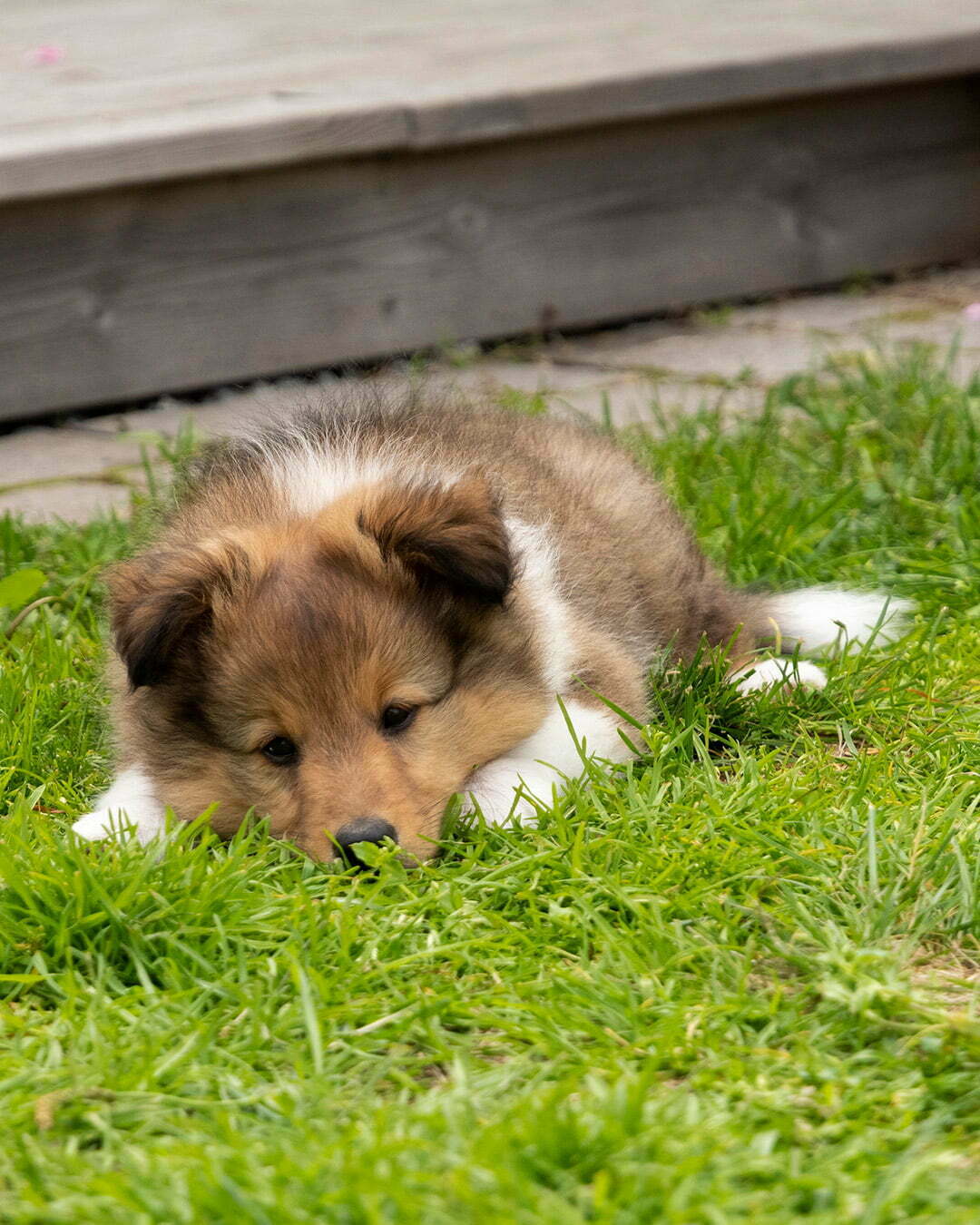 Sheltie Shetland Sheepdog hundvalpen cliff
