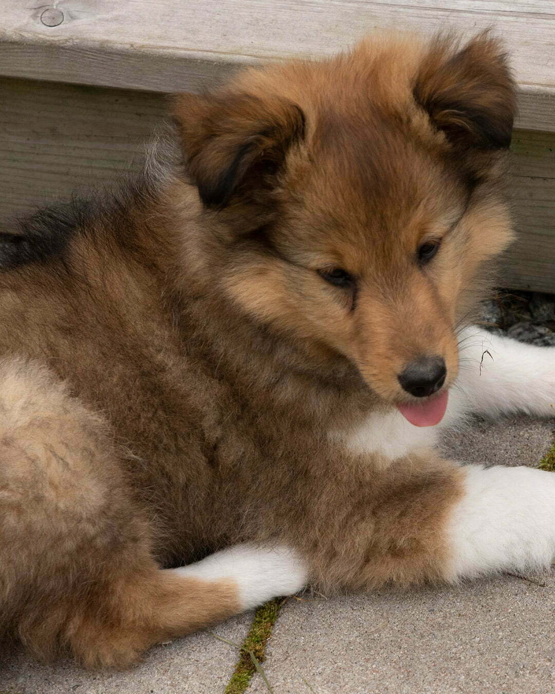 Sheltie Shetland Sheepdog hundvalpen cliff