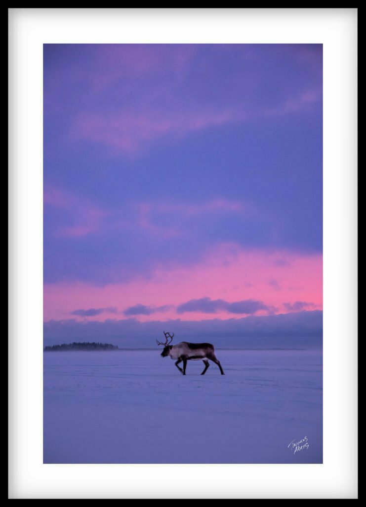 Ren i Luleå skärgård och Bottenviken en dramatisk vinter soluppgång Tavla 00022