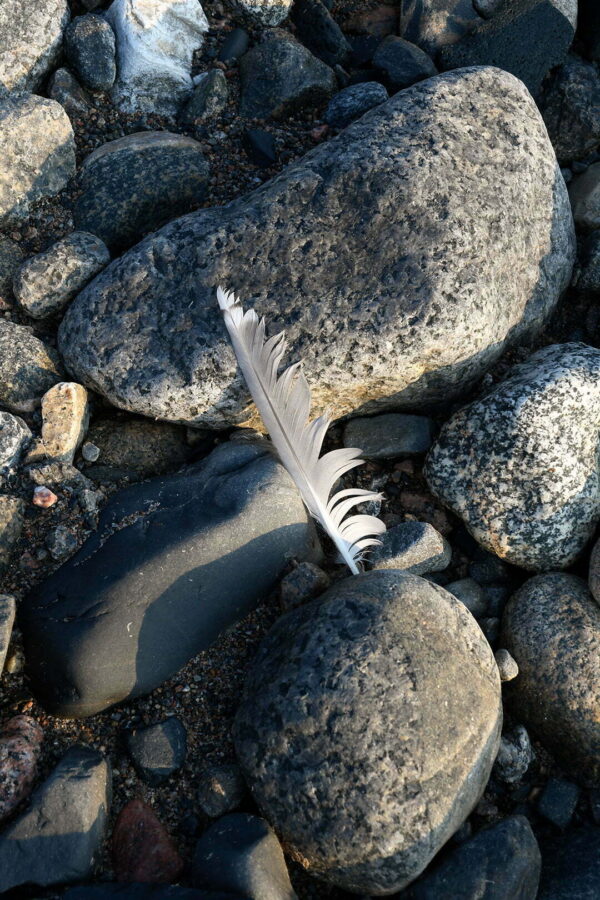 Vit fjäder stenar Bottenviken strand 1080x1620 px bild 00041 Vit fjäder stenar Bottenviken strand 1080x1620 px bild 00041