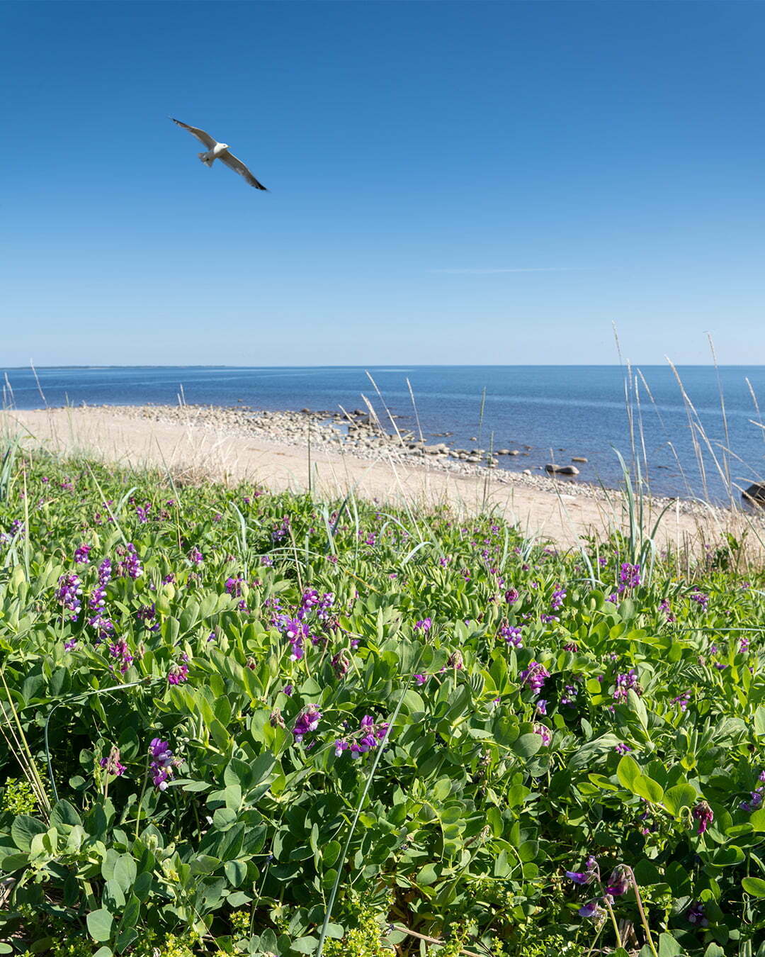 Malören i Bottenviken en mås flyger över blommande strandvial strandråg och havet