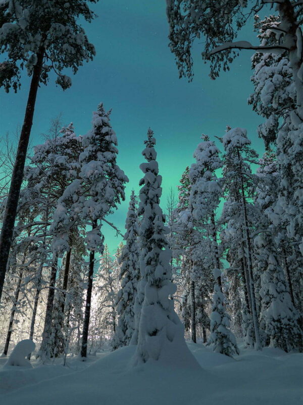 Vinter och norrsken i Ormbergsskogen bild 00156 1080x1620px Vinter och norrsken i Ormbergsskogen bild 00156 1080x1620px
