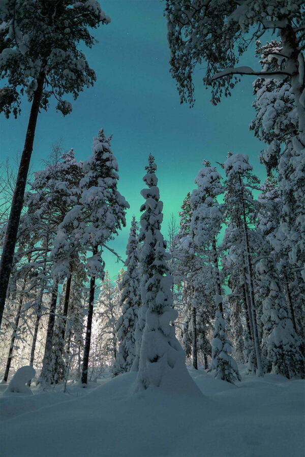 Vinter och norrsken i Ormbergsskogen bild 00156 1080x1620px Vinter och norrsken i Ormbergsskogen bild 00156 1080x1620px