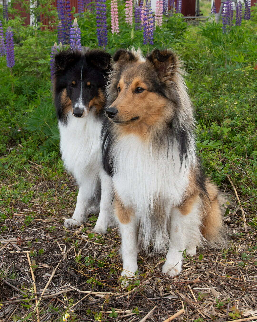Sheltie hundar Shetland sheepdog skuggad sobel och trefärjad 1080x1350