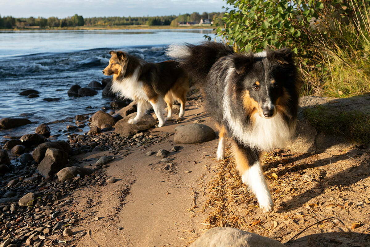 Shetland sheepdog varm soluppgång på niporna sheltie 1200x900