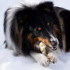 Nobblesse sheltie äter Braided stick Farm Food 1080x1080-k70 Nobblesse sheltie äter Braided stick Farm Food