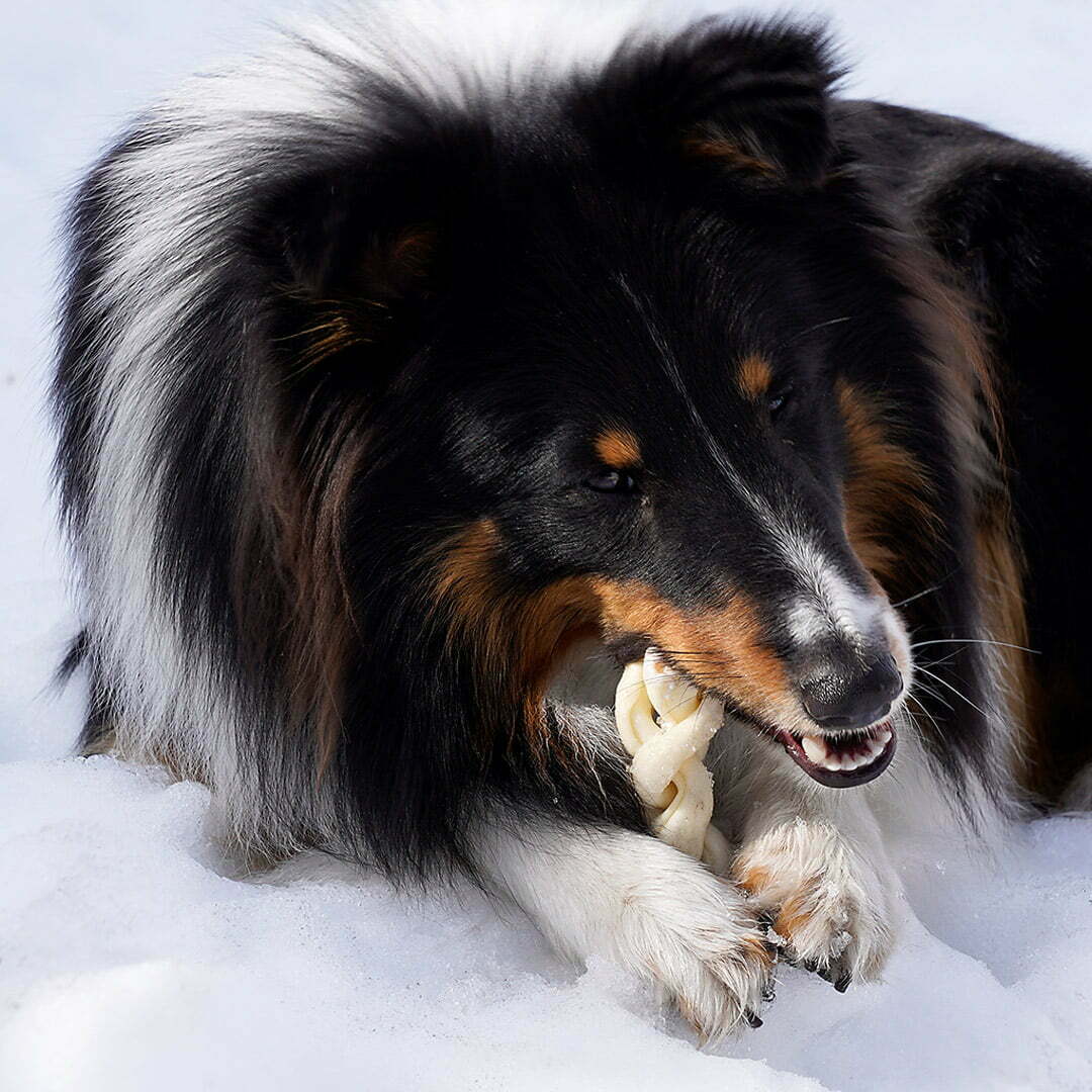 Nobblesse sheltie äter Braided stick Farm Food